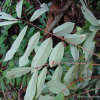 Derris canarensis (Dalzell) Baker